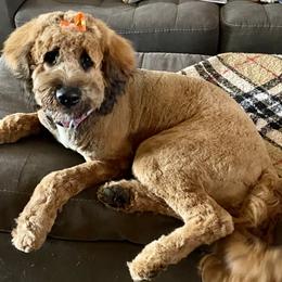 Saint Berdoodle All Grown Up from Whisky Paws Saint Berdoddles and Poodle Pups