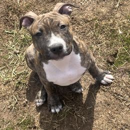 Hades - Fawn brindle American Staffordshire Terrier puppy in Mazomanie, Wisconsin from Odylic Amstaffs