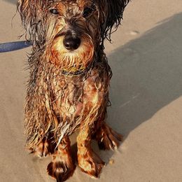 Aussiedoodle, Miniature Australian Shepherd, and Toy Australian Shepherd All Grown Up from Cotton Country Kennels