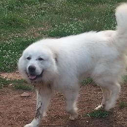 Charlie - Great Pyrenees