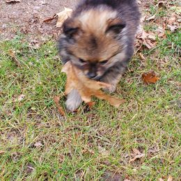 Pomeranian Puppies from REONE GHEEN