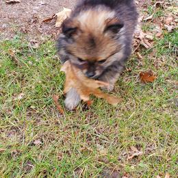 Pomeranian Puppies from REONE GHEEN