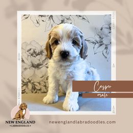 Casper - Cream Australian Labradoodle puppy in Mendon, Massachusetts from New England Labradoodles