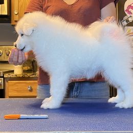 Samoyed Puppies from Icecrown Samoyeds