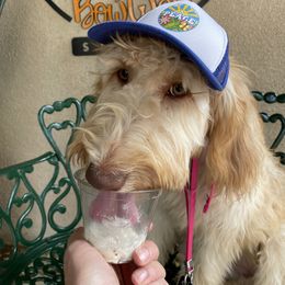 Goldendoodle Puppies from Fire Sky Kennels