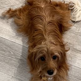Piper - Cavapoo