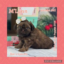M'Lynn - Liver female Shih Tzu puppy in Beatrice, Nebraska from I Shih Tzu Not Puppies