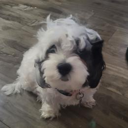 Gidgy - Maltipoo