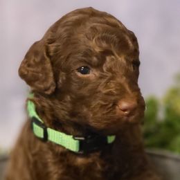 Girl 1 - Goldendoodle puppy in Noxapater, Mississippi from Southern Grace Goldendoodles
