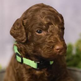 Girl 1 - Goldendoodle puppy in Noxapater, Mississippi from Southern Grace Goldendoodles