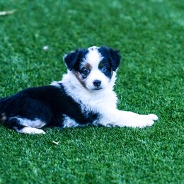 Miniature Australian Shepherd Puppies from Rockin D Mini Aussies