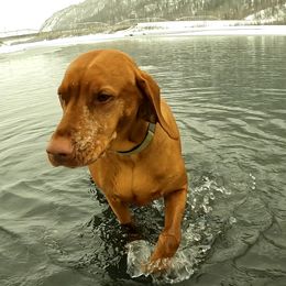 Vizslas from Parker Ranch