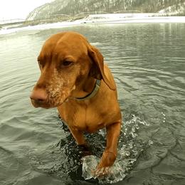 Vizslas from Parker Ranch