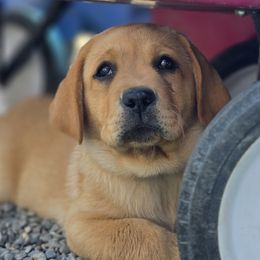 Pink - Yellow female Labrador Retriever puppy in Vacaville, California from Eternity Labradors