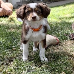 Orange - Red tri-color male Aussiedoodle puppy in Grants Pass, Oregon from Woodwind Miniatures