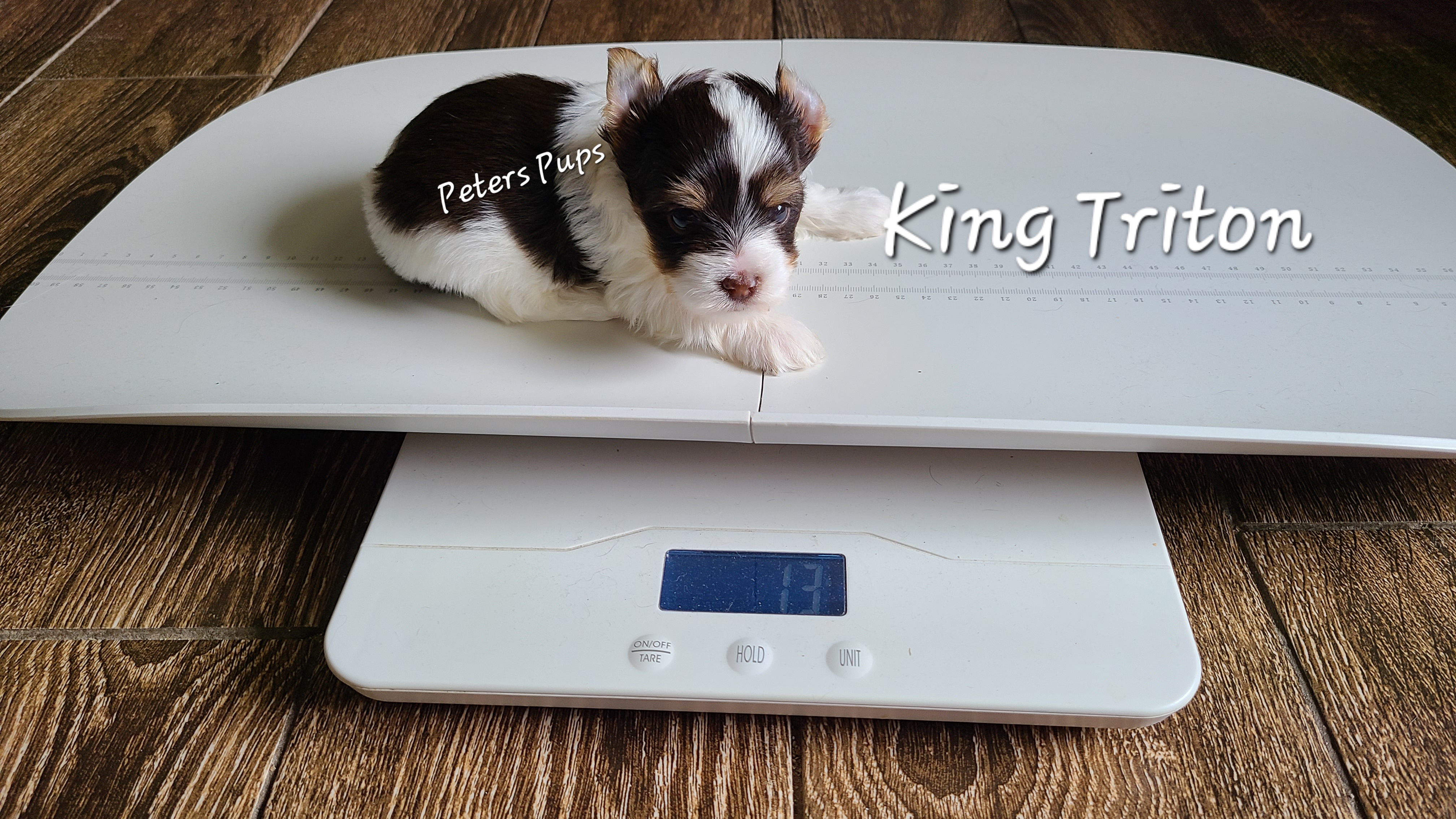 Yorkshire Terrier Puppies from Peters Pups Yorkshire Terriers