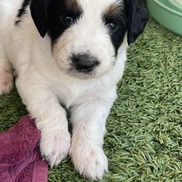 Spot - Black and white male Aussiedoodle puppy in Campbell, California from Mini AussieDoodle Puppies