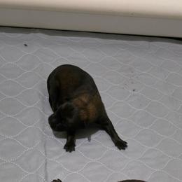 Sugar - Fawn female Belgian Malinois puppy in Andersonville, Tennessee from Working W Kennels