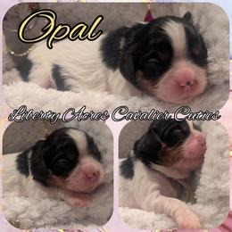 Opal - Tri-color female Cavalier King Charles Spaniel puppy in Oppelo, Arkansas from Liberty Acres Puppies
