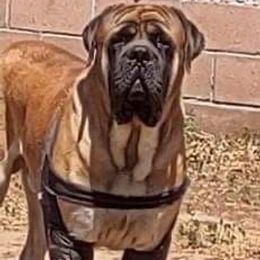Mastiff All Grown Up from Temblor Mastiffs