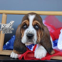 Sailor - Black brown and white male Basset Hound puppy in Pollock, Missouri from Northstar