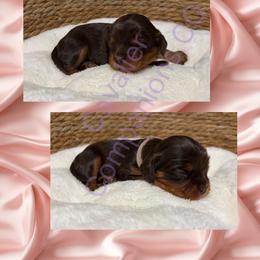 Cavalier King Charles Spaniel and Dachshund Puppies from Cavalier Companions CO.