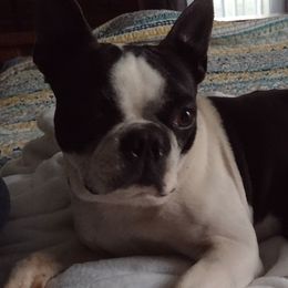 Dozer - Boston Terrier