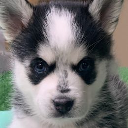 Abby “Panda” - Black and white Pomsky puppy in Austin Metroplex, Texas from Liberty Pomsky