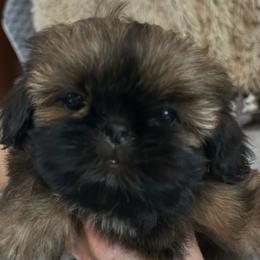Girl 3 - Red female Shih Tzu puppy in Dallas, Texas from A Sassy Soul Shih-Tzu