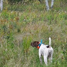 German Shorthaired Pointers from Top Fuel Shorthairs
