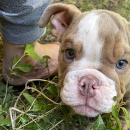 Boy 3 - Bulldog puppy in Fairfax, California from Marin Bulldogs