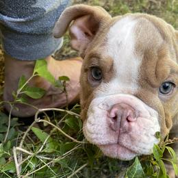 Boy 3 - Bulldog puppy in Fairfax, California from Marin Bulldogs