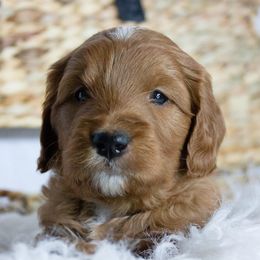 Goldendoodles and Golden Retrievers from Golden Heaven Puppies