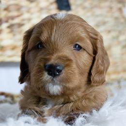 Goldendoodles and Golden Retrievers from Golden Heaven Puppies