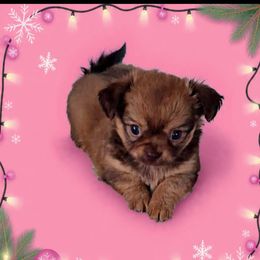 Selene - Chocolate and tan female Chihuahua puppy in Kyle, Texas from joy of chihuahuas tx