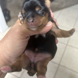 Meadow - Black and tan female Yorkshire Terrier puppy in West Palm Beach, Florida from xoxo yorkies