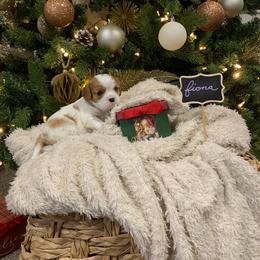 Fiona - Blenheim female Cavalier King Charles Spaniel puppy in Hixson, Tennessee from Erickson Cavaliers