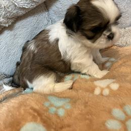 Girl one - Brindle and white female Shih Tzu puppy in Fountain, Florida from Simply Shih Tzu