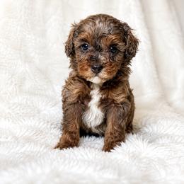 Shihpoo Puppies from My Hometown Doodles
