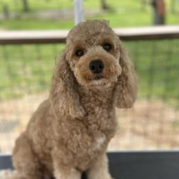 Luna - Goldendoodle