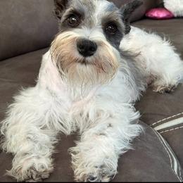 Poppy - Miniature Schnauzer