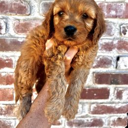 Theo - Red male Cavapoo puppy in Redding, California from Lipscomb Doodles
