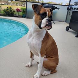 Dixie - Boxer