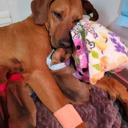 Rhodesian Ridgeback Puppies from Monarch Rhodesian Ridgebacks