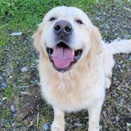 Goldendoodles and Golden Retrievers from Brooke Bradley
