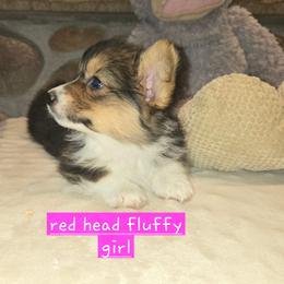 Green girl fluffy - Black and tan female Pembroke Welsh Corgi puppy in Necedah, Wisconsin from The 6Ks Paws and Hobbies