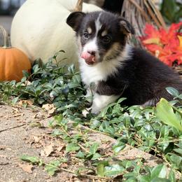 Pembroke Welsh Corgi Puppies from A&A’s Adorable Corgis