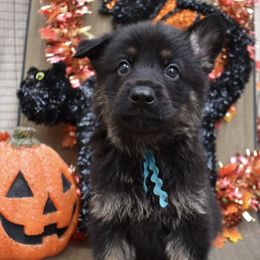 Blue Boy - Black and tan male German Shepherd puppy in Grants Pass, Oregon from Granville German Shepherds