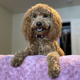 Rosie - Goldendoodle