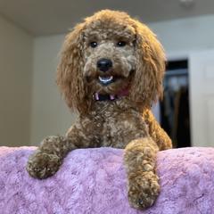 Rosie - Goldendoodle
